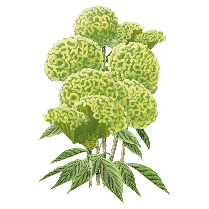 Spring Green Celosia Seeds