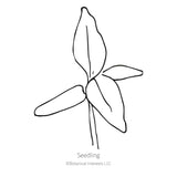 Spring Green Celosia Seeds