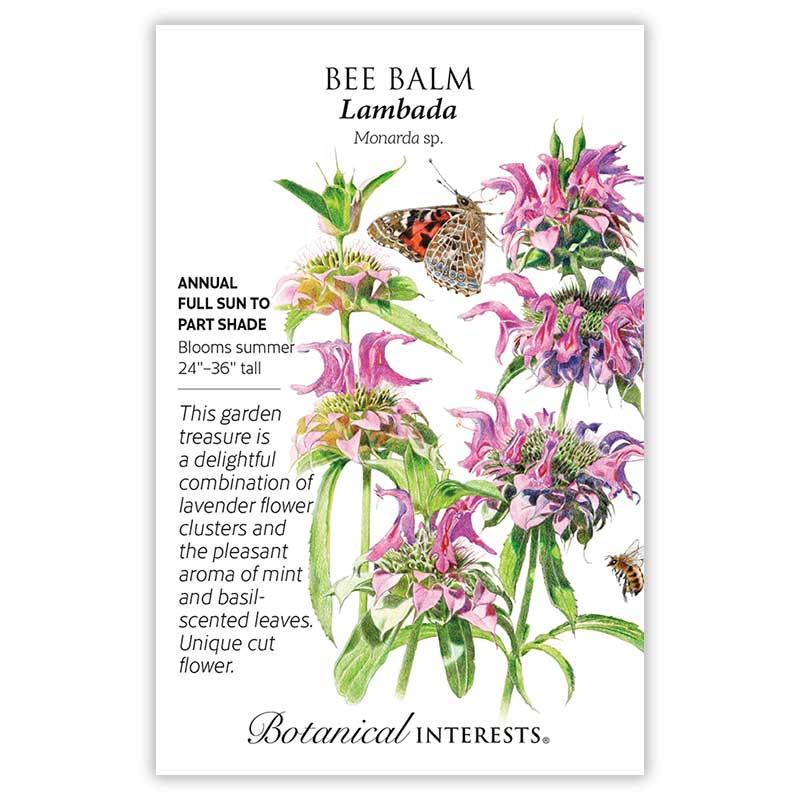 bee balm flower seeds Lambada Bee Balm Seeds