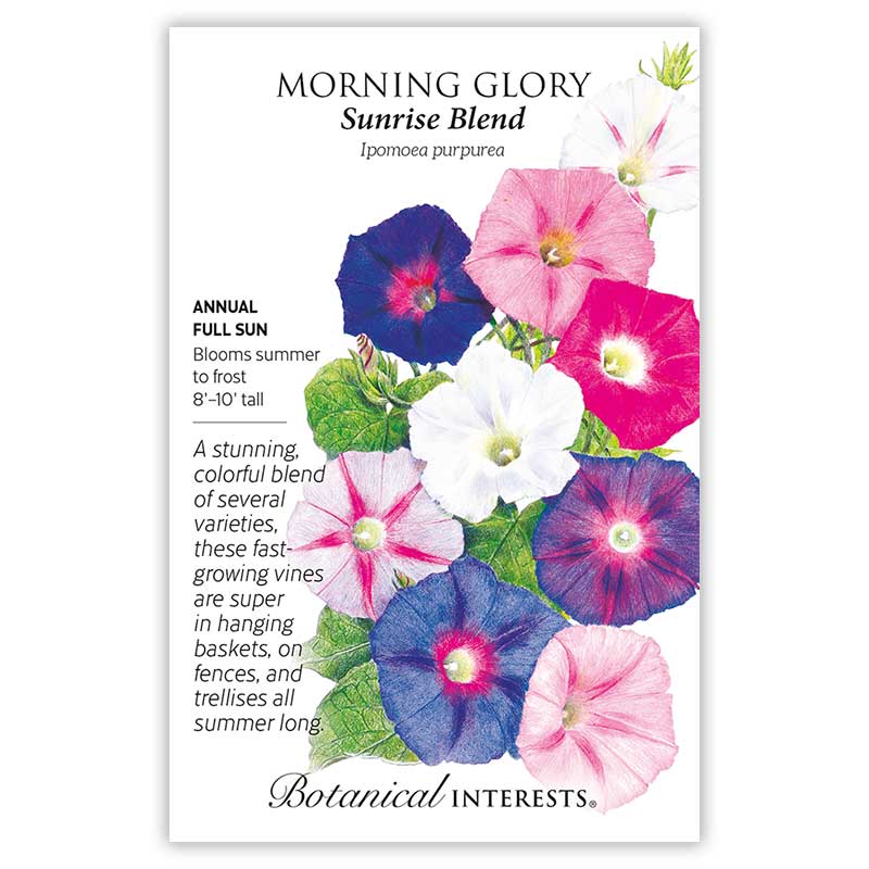 eating morning glory seeds Sunrise Blend Morning Glory Seeds