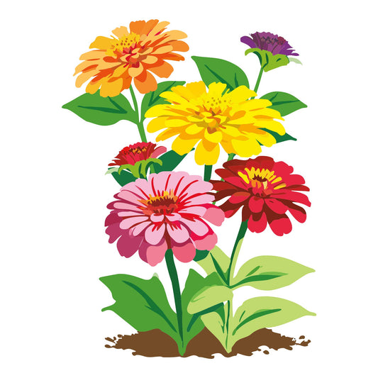 Dahlia Flowered Mix Zinnia