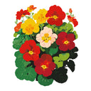 Whirlybird Mix Nasturtium