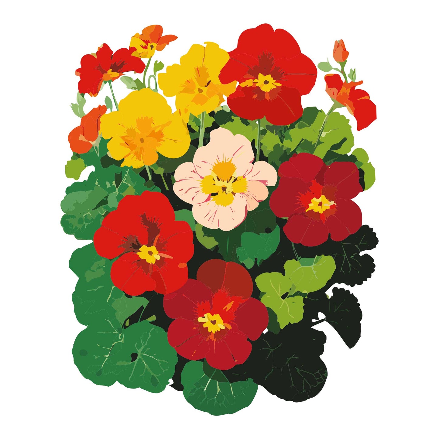 Whirlybird Mix Nasturtium
