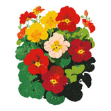 Whirlybird Mix Nasturtium