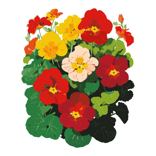 Whirlybird Mix Nasturtium