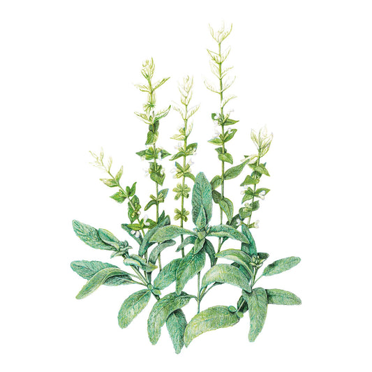 White Swan Clary Sage Salvia Seeds