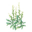 White Swan Clary Sage Salvia Seeds
