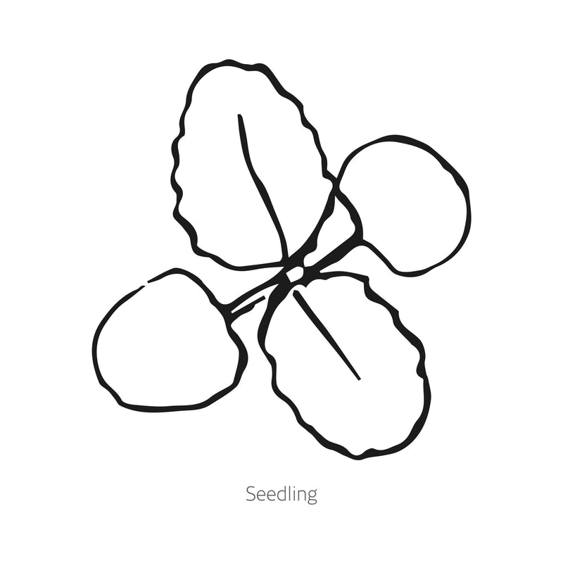 White Swan Clary Sage Salvia Seeds