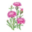 Imperialis Graciosa Sweet Sultan Seeds