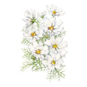 Fizzy White Cosmos Seeds