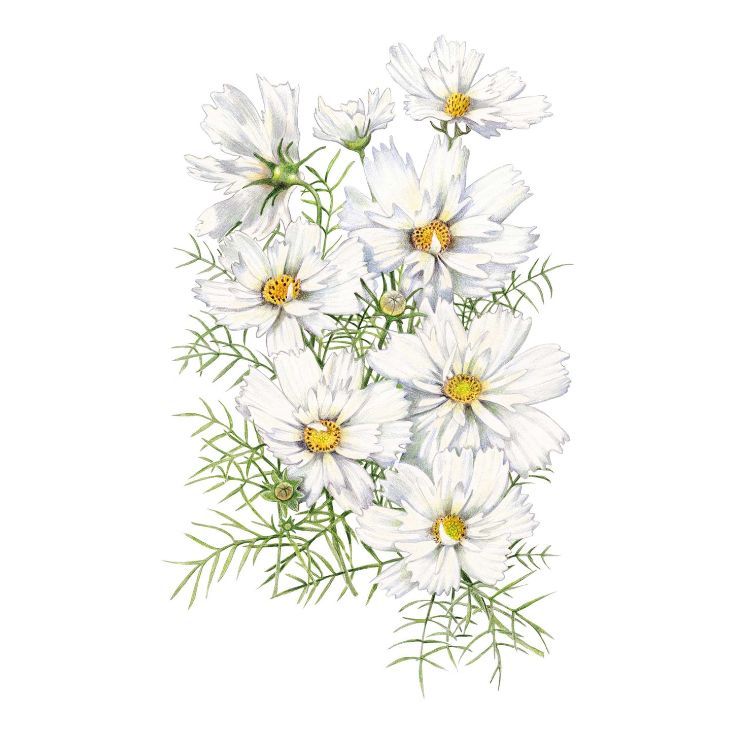Fizzy White Cosmos Seeds