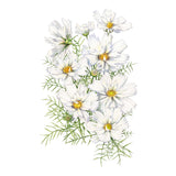 Fizzy White Cosmos Seeds