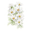Fizzy White Cosmos Seeds