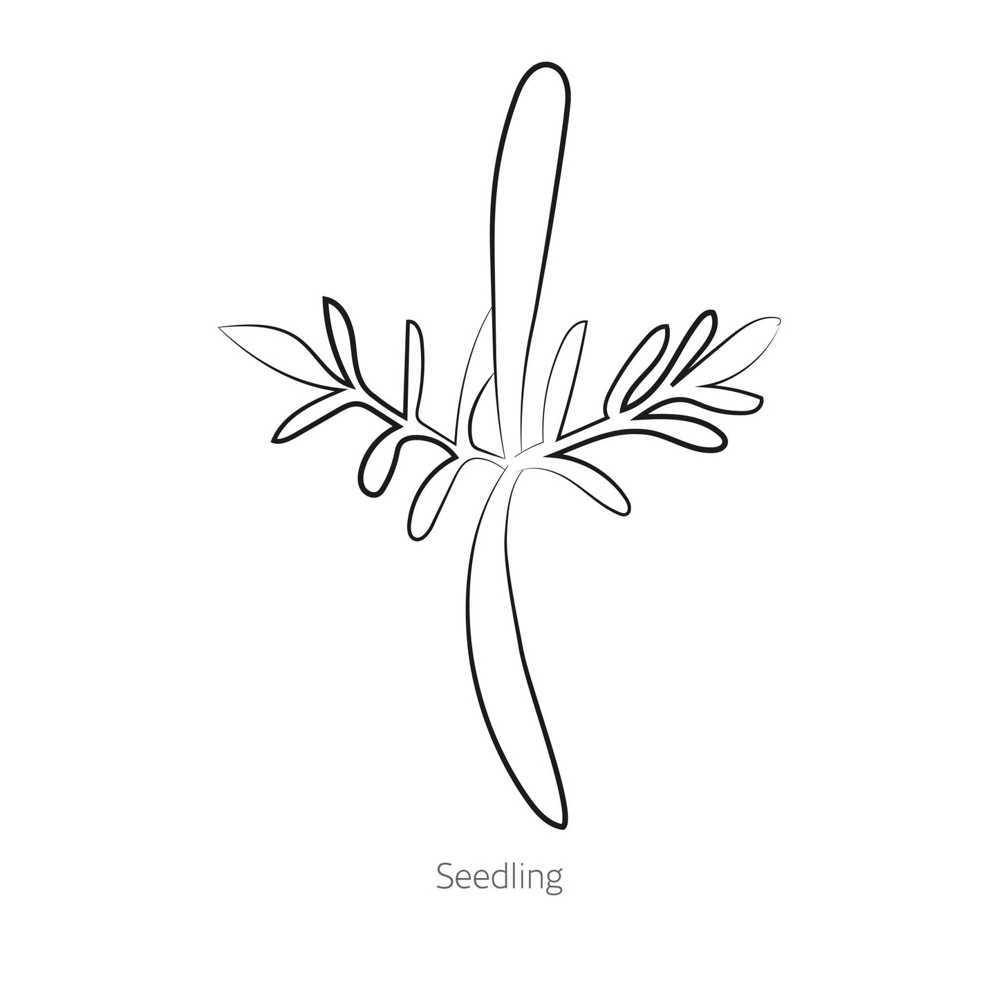 Fizzy White Cosmos Seeds