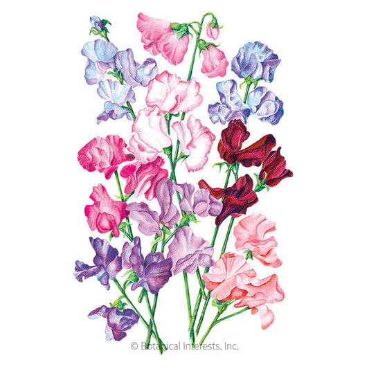 Bouquet Blend Sweet Pea Seeds Product Image