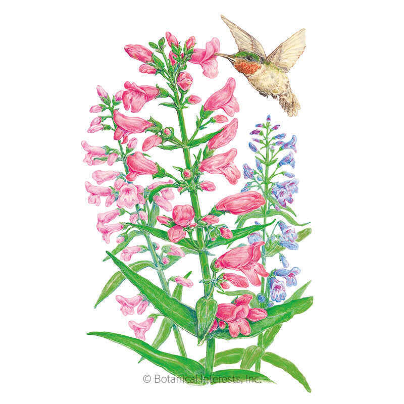 Dazzler Blend Penstemon Seeds