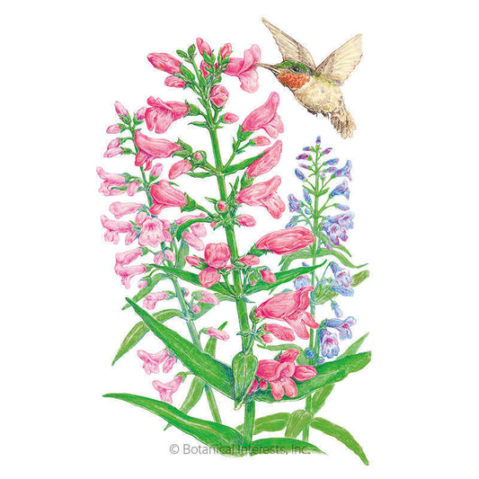 Dazzler Blend Penstemon Seeds