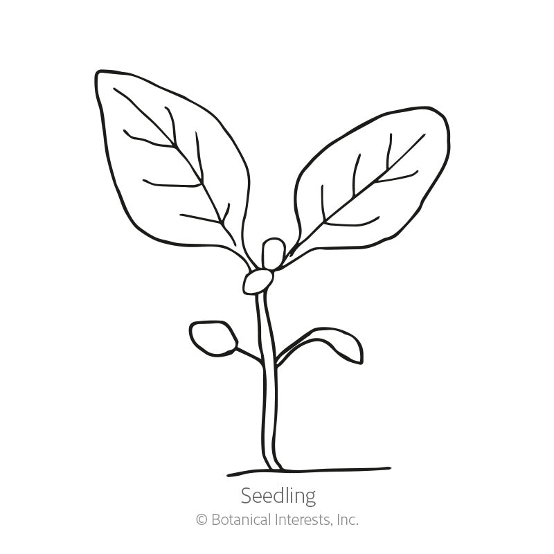 Dazzler Blend Penstemon Seeds Product Image