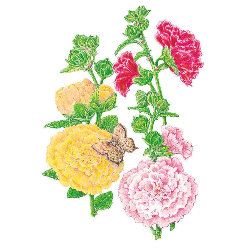 Chater's  Double Hollyhock Seeds