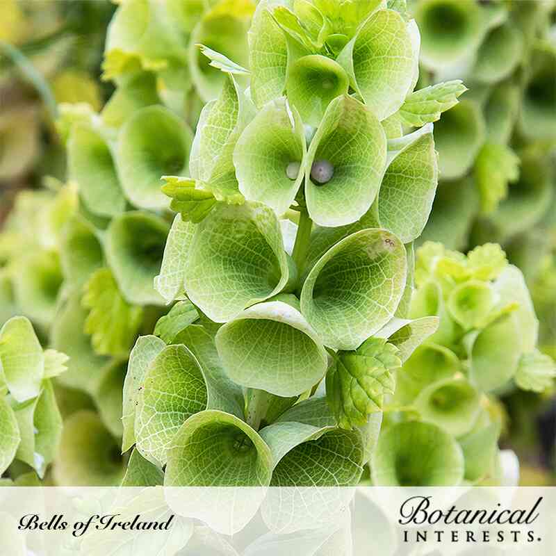 plant seeds ireland Botanical Interests Bells of Ireland Seeds