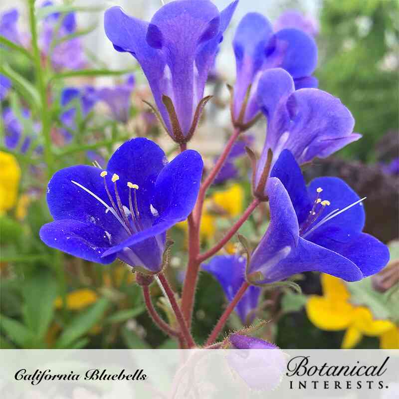 plant bluebell seeds California Bluebells Seeds