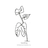 Moonflower Heirloom Seeds