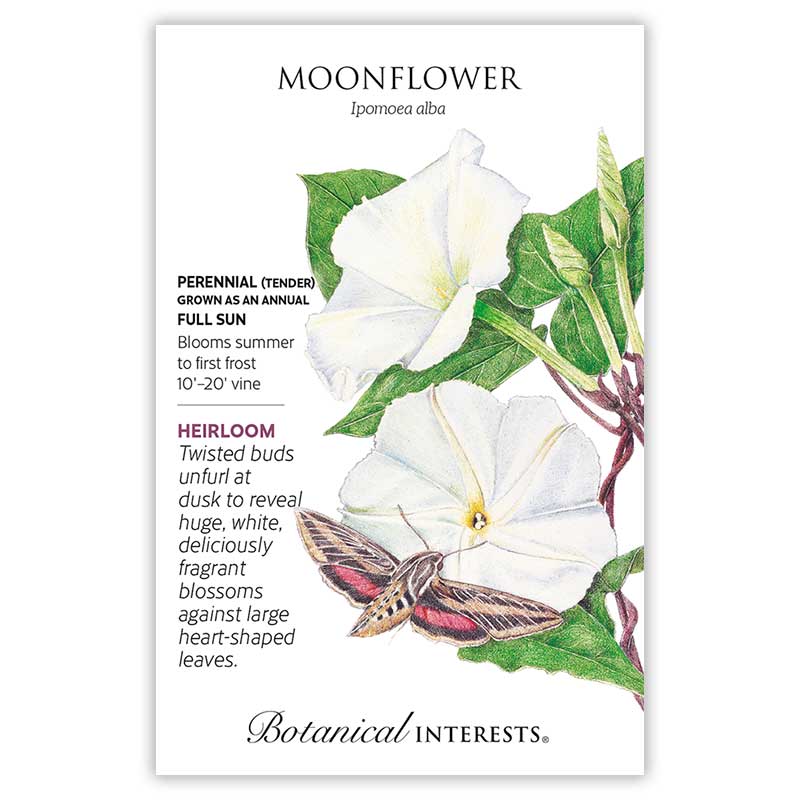 planting moon flowers from seed Moonflower Heirloom Seeds