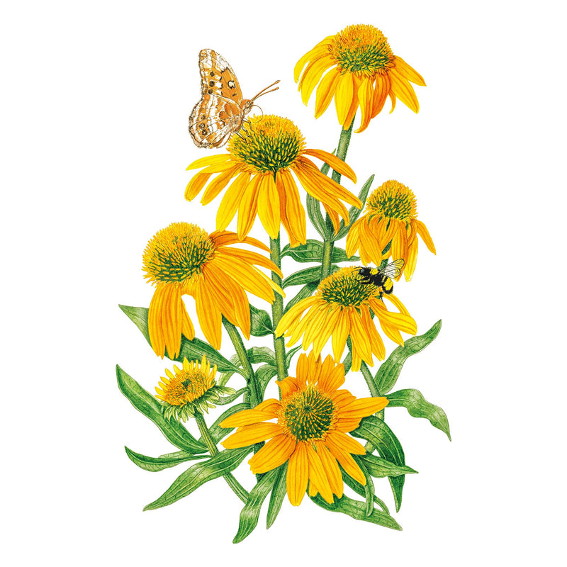 Artisan Yellow Ombre Echinacea Seeds