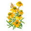 Artisan Yellow Ombre Echinacea Seeds