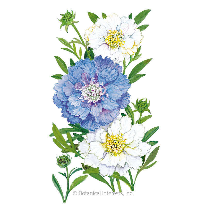 Isaac House Blend Scabiosa Pincushion Flower Seeds