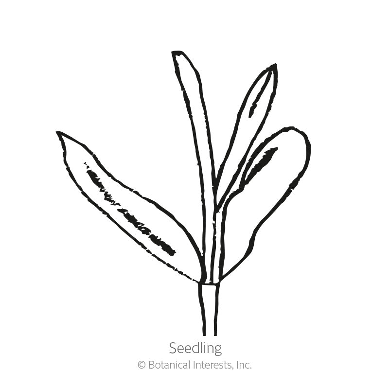 Isaac House Blend Scabiosa Pincushion Flower Seeds