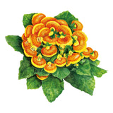 Dainty Red & Yellow Lady's Purse Seeds