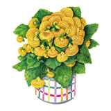 Dainty Yellow Spotted Lady's Purse Seeds