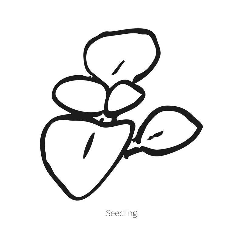 Dainty Yellow Spotted Lady's Purse Seeds