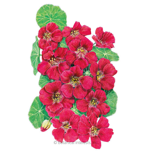 Cherry Rose Jewel Nasturtium Seeds Product Image