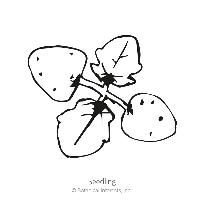 California Bluebells Seeds