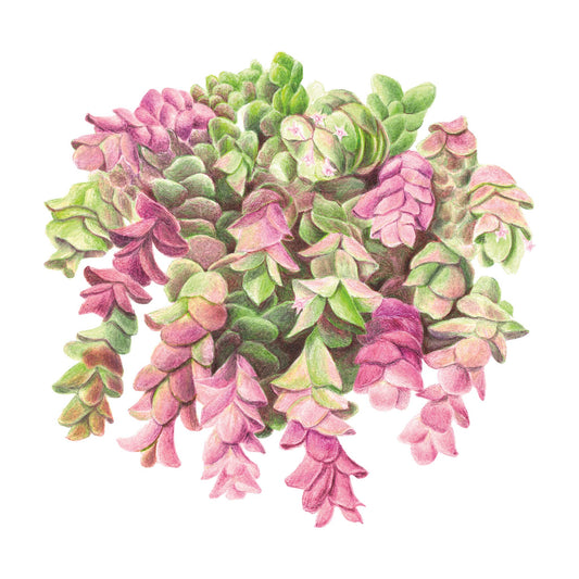 Kirigami Ornamental Oregano Seeds