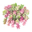 Kirigami Ornamental Oregano Seeds
