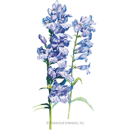 Rocky Mountain Blue Penstemon Seeds Product Image