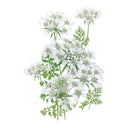 QIS® White Finch Orlaya Seeds