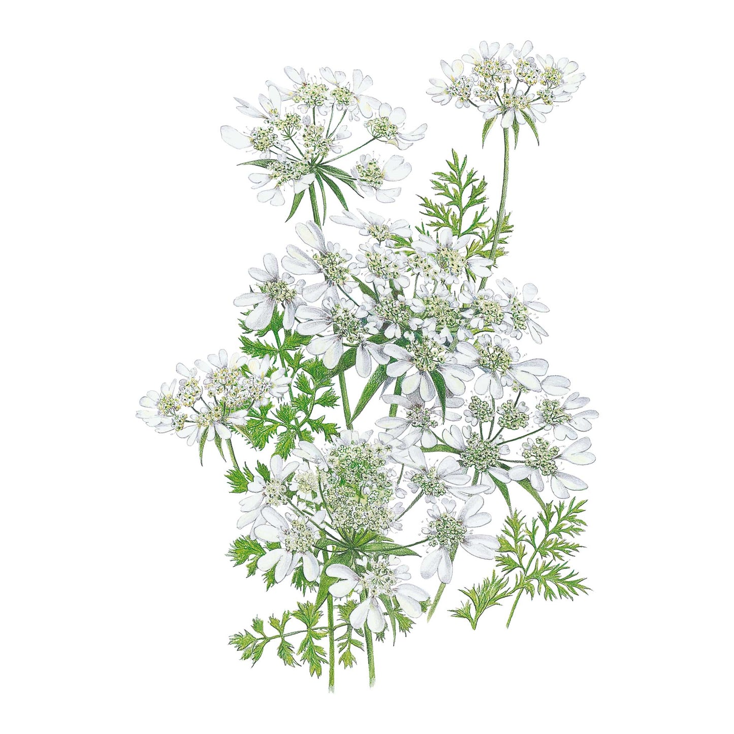 QIS® White Finch Orlaya Seeds