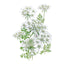 QIS® White Finch Orlaya Seeds