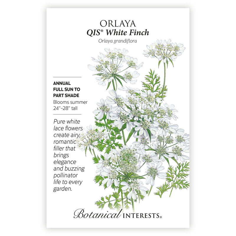 QIS® White Finch Orlaya Seeds