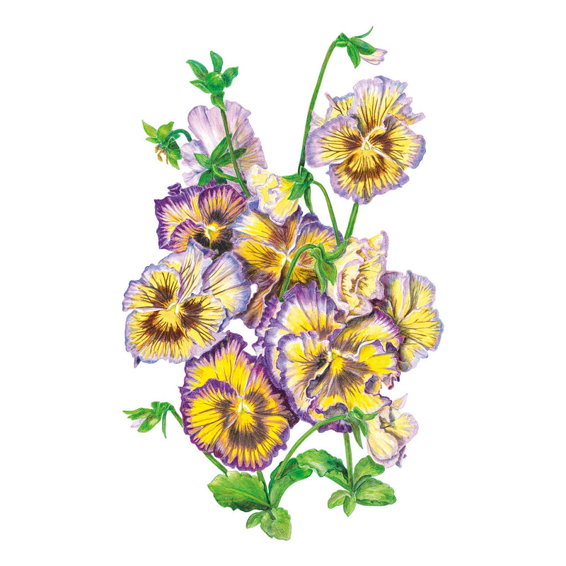 Frizzle Sizzle Lemonberry Pansy Seeds