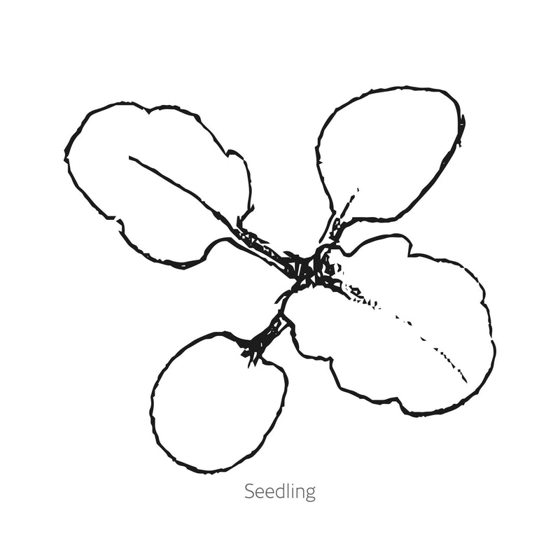 Frizzle Sizzle Lemonberry Pansy Seeds