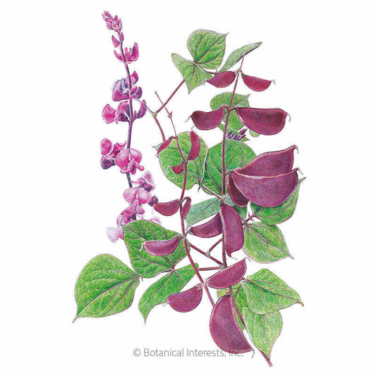 Ruby Moon Hyacinth Bean Seeds