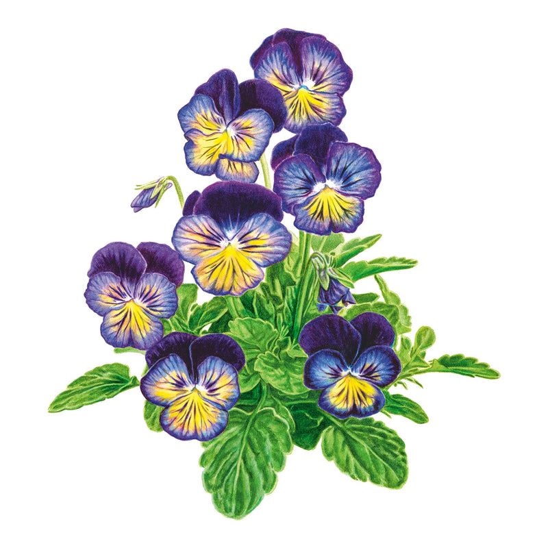 Spring Matrix™ Midnight Glow Pansy Seeds