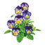 Spring Matrix™ Midnight Glow Pansy Seeds