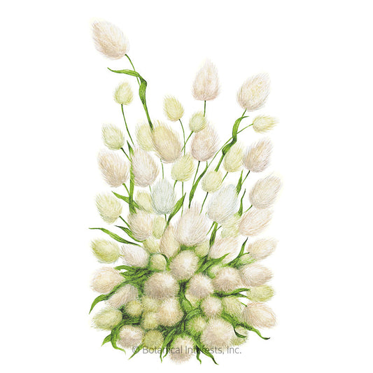 Bunny Tails Grass Seeds Product Image