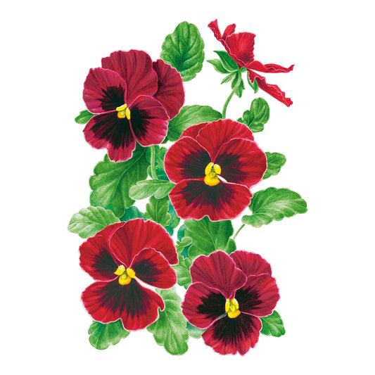 Matrix® Red Blotch Pansy Seeds